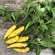 Benih Segar Biji Benih Cili Aji Limo Chili Peppers Seed - 5 Seed