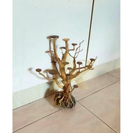 Bonsai aquascape driftwood