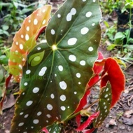 tanaman hias begonia polkadot - pohon begonia - begonia polkadot