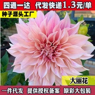 现货大丽花种球根花卉盆栽庭院鲜花种子四季种易活花苗大丽菊花地瓜花dahlia species bulb flower potted garden flower species20260405