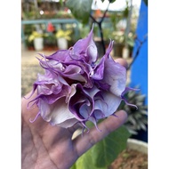 RARE! Biji Benih Pokok Bunga, Datura Purple/ Terung Kecubong