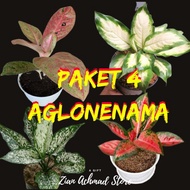 Paket 4 Aglonema / Paket Aglonema / Aglonema Paket / Aglonema