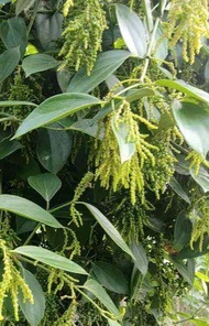 Entres lada peper teken paket 11 ruas/buku pepper teken