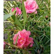 Pokok Bunga Rose Jepun Ros jepun RJ Keratan Bunga Cantik Flower Bunga Hiasan