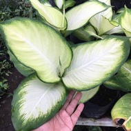 Tanaman hidup Aglonema Diven tissu / Pohon aglonema diven tissu