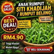 Anak Rumput Siti Khadijah / Rumput Beijing