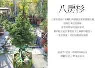 心栽花坊-八房杉/8吋/松杉柏檜/綠化植物/綠化環境/售價1000特價850