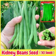 เมล็ดพันธุ์ ถั่วแขก สีเขียว (Green Bush Bean Seeds) บรรจุ 30 เมล็ด F1 Kidney Beans Seed Organic Vegetable Seeds for Planting เมล็ดพันธุ์ผัก เมล็ดพันธุ์แท้ OP ผักสวนครัว ผักออร์แกนิก พันธุ์ผัก เมล็ดผัก เมล็ดพันธุ์พืช ปลูกได้ตลอดปี ปลูกง่าย ปลูกได้ทั่วไทย
