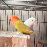 LOVEBIRD BIOLA PF VIO X BIO GREEN MATA MERAH ISTMEWAH