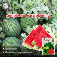 งอกง่าย (50เมล็ด/ซอง) Round Watermelon Seeds เมล็ดพันธุ์ แตงโม เมล็ดพันธุ์แตงโม F1 Hybrid Sweet Sugarbaby Watermelon Fruit Seeds เมล็ดพันธุ์ผลไม้ เมล็ดพันธุ์ แท้ ผลไม้อินทรีย์ ต้นไม้ผลกินได้ ต้นไม้กินผล เมล็ดผลไม้ พันธุ์ไม้ผล บอนไซ เมล็ดงอกสูง