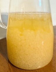 十分健康 水克菲爾珠 water kefir grains in excellent condition
