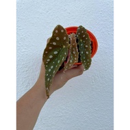 Augustfame - Begonia maculata 鳟鱼秋海棠