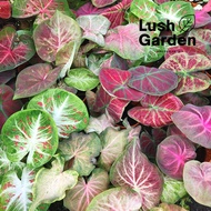 [Bushy] Caladium Thai Hybrid Series / Keladi Thai 彩叶芋 120mm Pot Live Plant Pokok Hiasan [Lush Garden]