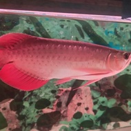 ikan arwana super red cili