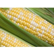 CAMERON JAGUNG MUTIARA/PEARL CORN *GRADE A & B (4 pcs)*