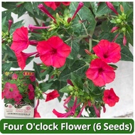 เมล็ดพันธุ์ ดอกบานเย็น สีม่วง Four oclock Flower Seed บรรจุ 6 เมล็ด เมล็ดดอกไม้ ดอกไม้ไล่แมลง พันธุ์