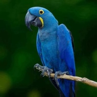 Promo!! Telur Burung Macaw Hyacinth Blue Fertil Siap Ditetaskan // telur burung siap tetas // telur