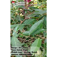 Fresh Bay Leaves Per 30 Sheets Easy to Dry Cooking Spices