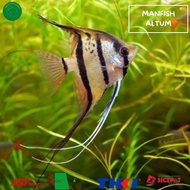 MANFISH ALTUM ikan manfish altum angelfish altum ikan layang layang