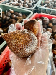 1 KG BUAH SALAK MADU PONDOH INDONESIA TIDAK KELAT