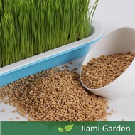🌼Cat Grass Seeds | Barley Wheat Rye | 1 Pack | High Germination | Edible | Pet Snack