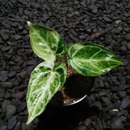 Tanaman hias Anthurium Cristallinum Variegata mewah 55g