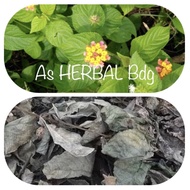 Dried tembakan leaves / dried lantana camara leaves