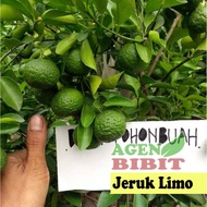 Bibit Pohon Jeruk Limo sudah Berbuah - Tanaman Daun Jeruk Limau