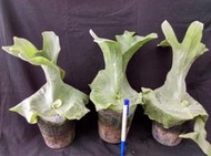Platycerium grande  巨獸鹿角蕨  , 適合上板的大型成熟株 !