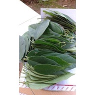 ORIGINAL New Promo 1 kg Daun cincau Hijau Segar / bukan cincau rambat