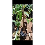 Anak pokok durian tangkai panjang/kanyau D158 hybrid tinggi 3,4kaki