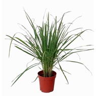 Cymbopogon citratus, West Indian Lemon Grass, Fever Grass, Lemongrass (0.7m)