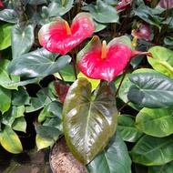 READY Tanaman Anthurium Presiden / Anthurium Saxo / anthurium green