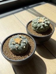 清位大平賣 銀冠玉 魚 多肉 仙人球 象牙宮 塊根 室內植物