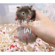 [one.2 pet] Live Streaming Special Shooting (FB-1KG) Hamster Special Product Hamster Ceramic Hamster