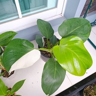 ฟิโลเดนดรอน ไวท์ วิสาจ พ่อมดขาว (Philodendron White Wizard)