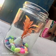 Toples kaca tempat wadah ikan cupang Toples cupang Toples hias Toples cupang 1 pcs Akuarium toples t