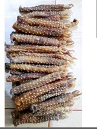 TANGKUR BUAYA ASLI KALIMANTAN / SEMENANJUNG MALAYSIA