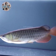 Ikan  Arwana Golden Red 36 cm