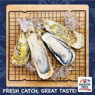 JAPAN MIYAKI OYSTER/TIRAM JEPUN FRESH FROZEN IMPORT