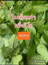 💯ใบกระท่อมใบเล็กๆ แก่ๆ / เหมาะกับสายต้ม (ใบปทุม) (ครึ่งกิโล) ส่งของไวมาก!!(สินค้าเสียหายเคลมได้💯)