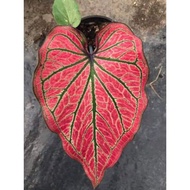 READY STOCK red caladium red with green veins