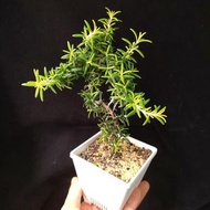 黃金迷迭香 香味濃   Golden  Rosemary  盆栽  Plant Potted 連 花盆  食用香草盆栽 植物 香料  Culinary Herb spices 小樹  【實拍。只此一盆