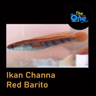 Ikan Channa Maru Red Barito Baby Red Barito Baby Channa Original Best