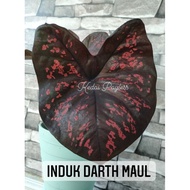 Darth Maul Caladium (Original Keladi Darth Maul)