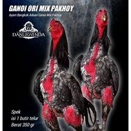 Ayam Bangkok Pakhoy asli Mix Ganoi super telur tetas
