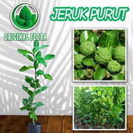 Bibit Jeruk Purut Citrus hystrix Pohon Jeruk Purut Daun Jeruk Utk Soto