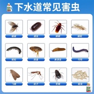 99999.888888 After The Effect Remove Mites Repellent Insect