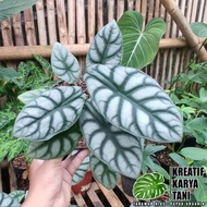 Tanaman Hias Alocasia - Alocasia Silver Dragon - Alocasia Silver