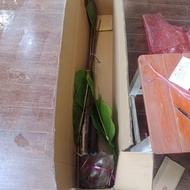 (1หน่อ) หน่อ ต้น เหง้า เฮลิโคเนีย Heliconia Vellerigera / Nokair